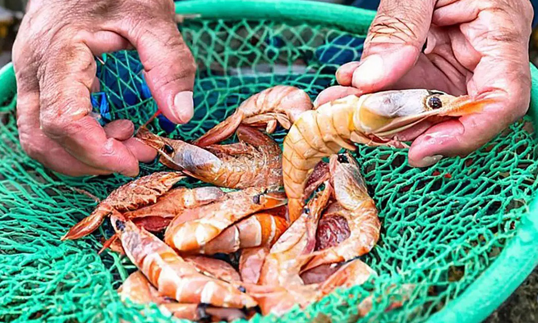 Capa da notícia: Pesca do camarão fica proibida até o final de abril