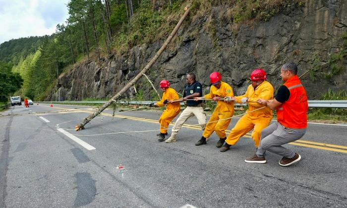 Prefeitura de Angra realiza corte emergencial de árvores às margens da Rio-Santos