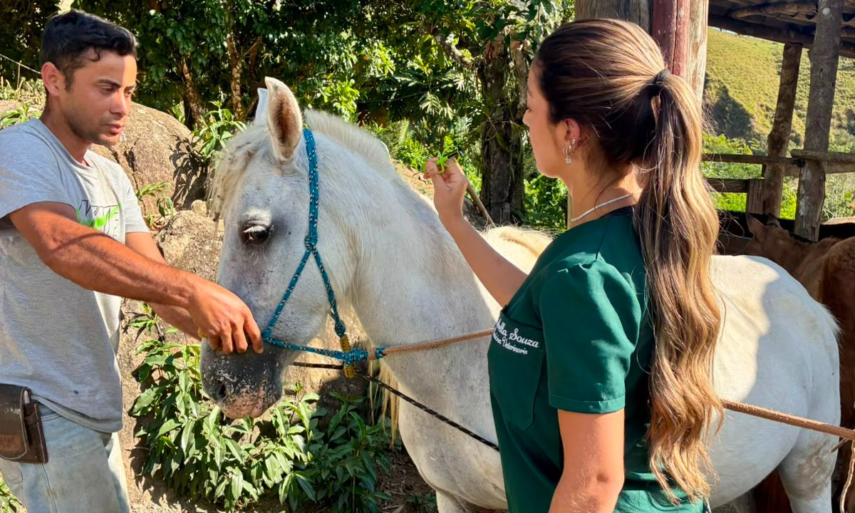 Capa da notícia: Angra inicia vacinação gratuita de animais de criação e microchipagem de equinos